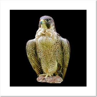 Peregrine falcon Posters and Art